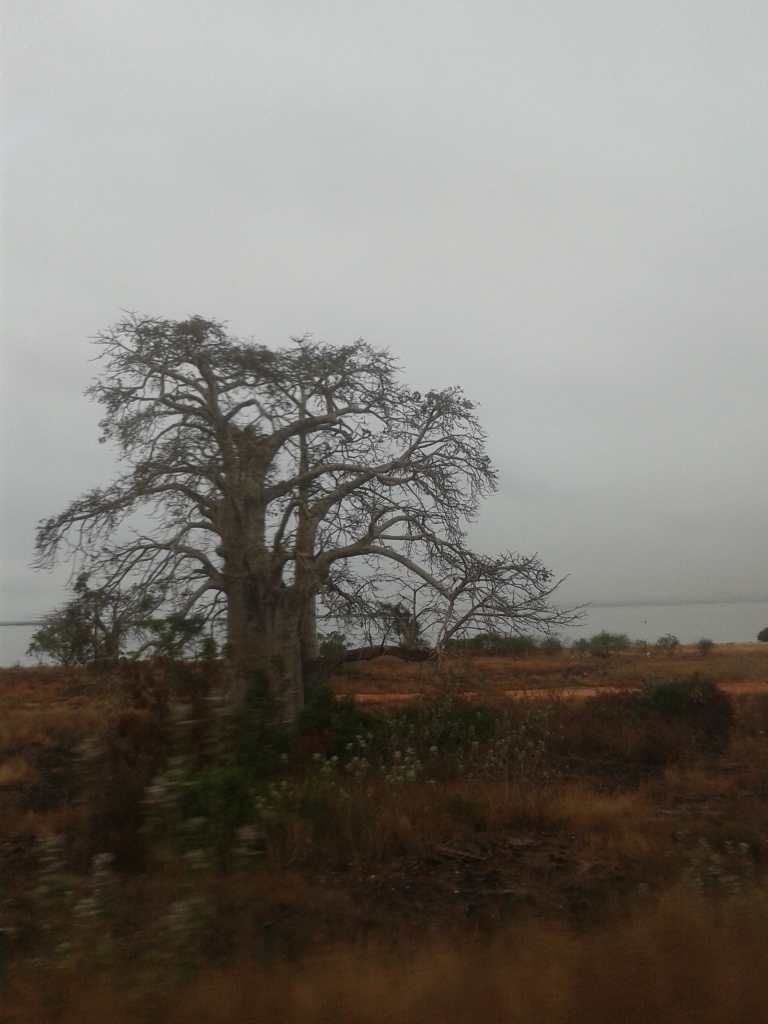 Il gigantesco albero del Baobab